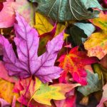 Foglie di diversi colori cadute a terra